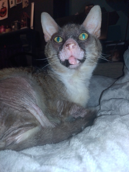 The One where TC moved to Scotland and joined the Excellent Cats