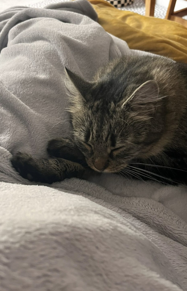 New (first) cat - what sort of bed?