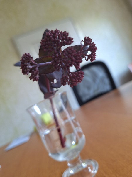 Can you identify this plant please?