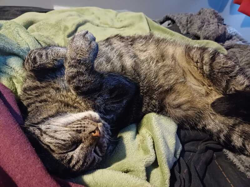 Thread 55: Sunak gives up