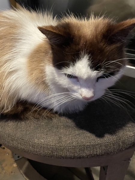 Who is Larry the cat’s family?
