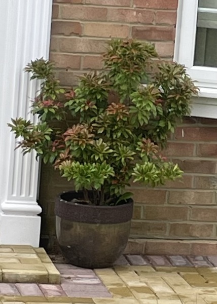 Anyone know what this plant is?