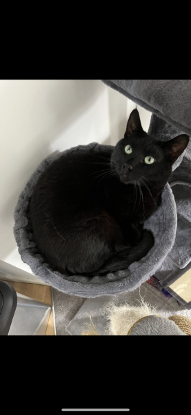 Tell me about having a house cat