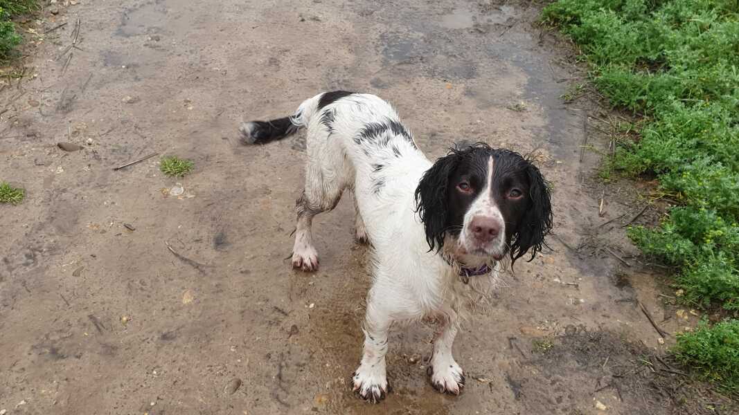 Working Cocker Spaniel?