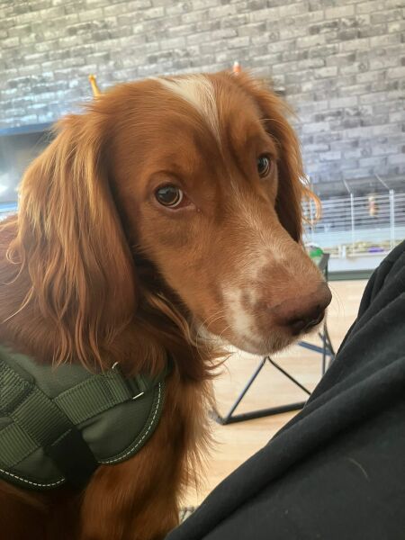 Puppy Survival Thread for New and Old Pups - Spring is around the corner!