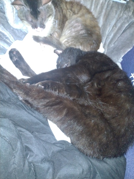 The One where TC moved to Scotland and joined the Excellent Cats