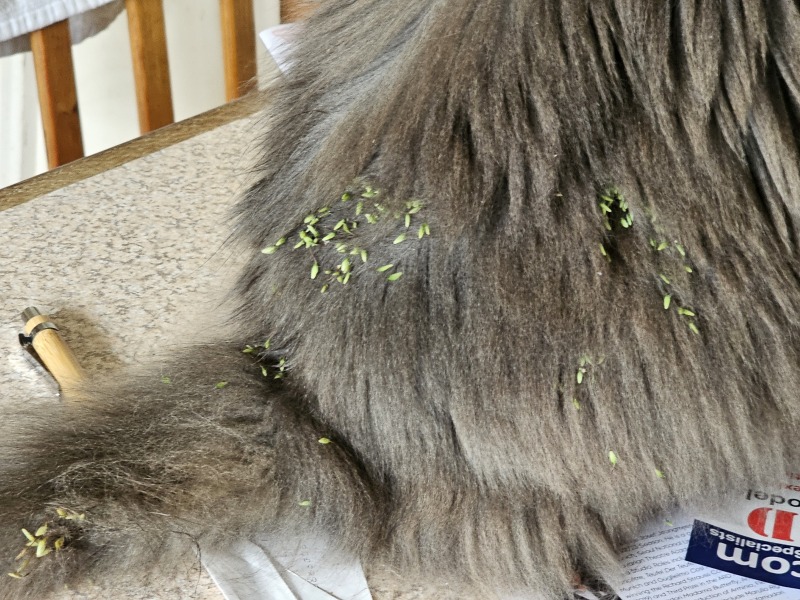 The One where TC moved to Scotland and joined the Excellent Cats