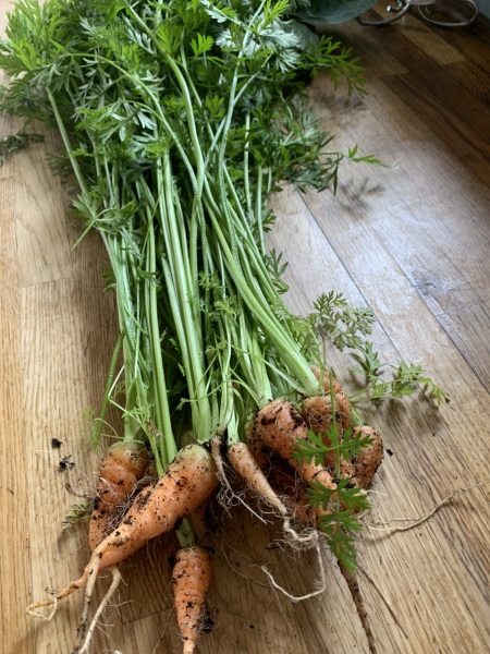Improve my carrots! Help!