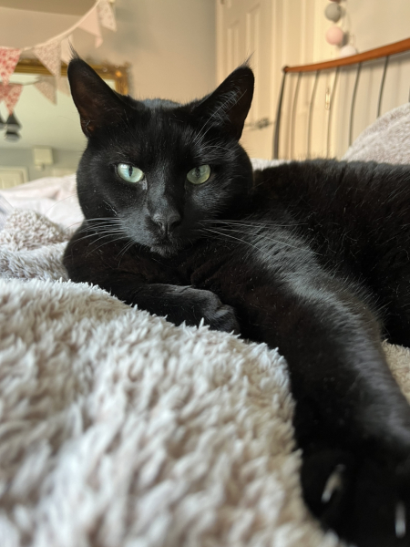 Passports, buckets and spades - the Excellent Cats go on their holidays