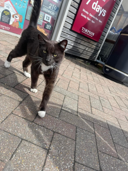 I rescued a cat today