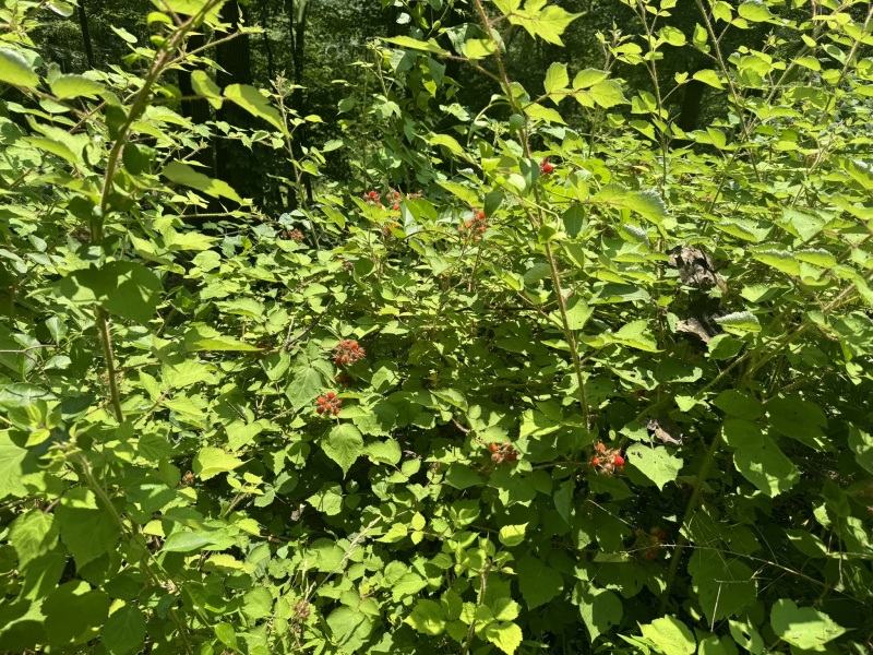 Come and tell me your dull and unexciting news 30: Calmly through the day