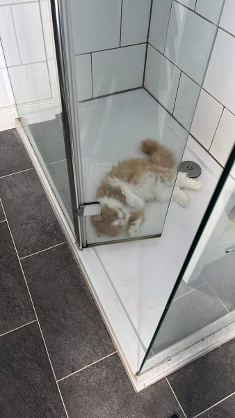 Thread 1 Starmer: A New Hope