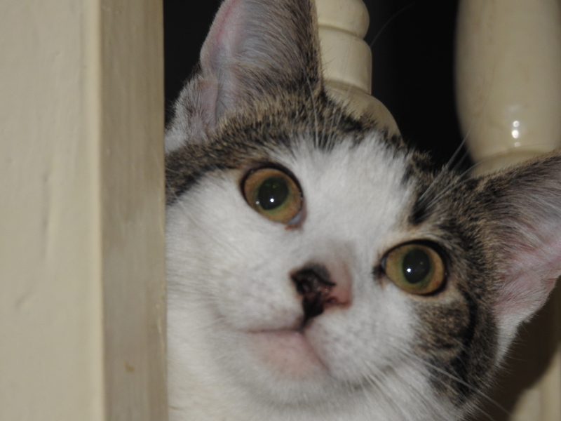 Tell me about having a house cat