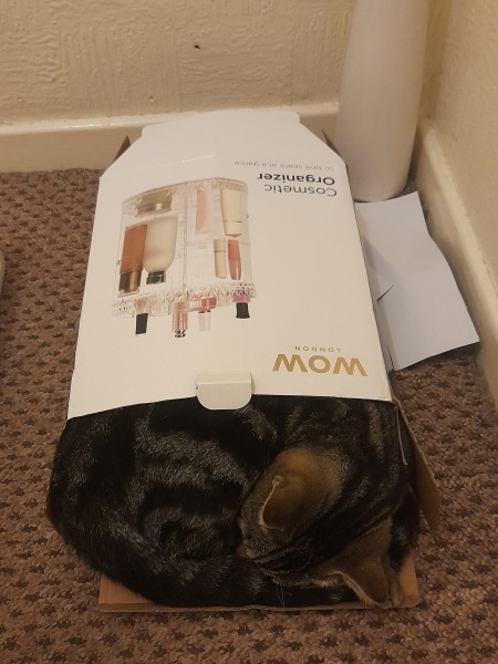 New (first) cat - what sort of bed?