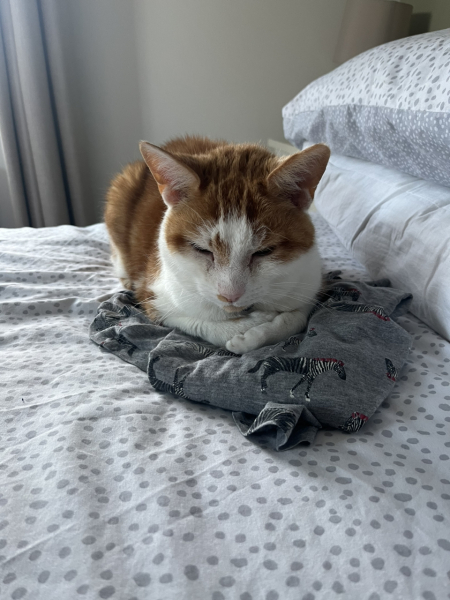 How do you get rid of cat hair?