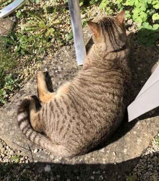Are these mackerel tabby markings?