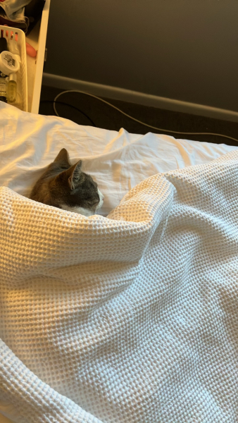 Anyone else's cat sleep UNDER the duvet?!