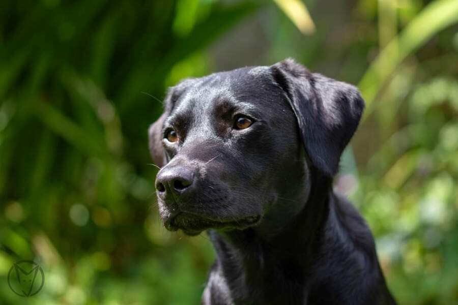 Puppy Survival Thread for New and Old Pups - Spring is around the corner!