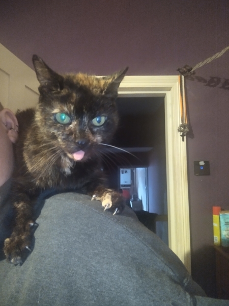 The One where TC moved to Scotland and joined the Excellent Cats