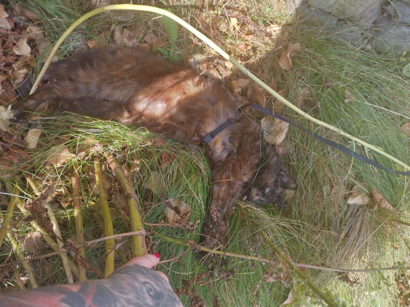 Passports, buckets and spades - the Excellent Cats go on their holidays