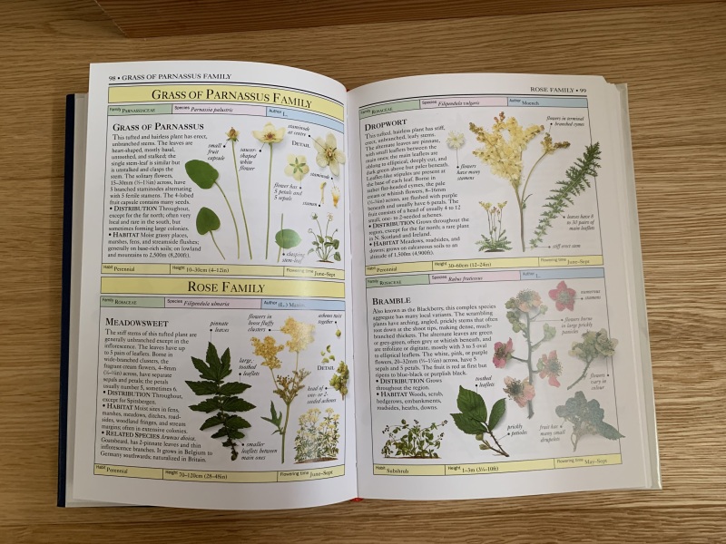 New to the world of plants...can anyone identify these for me?