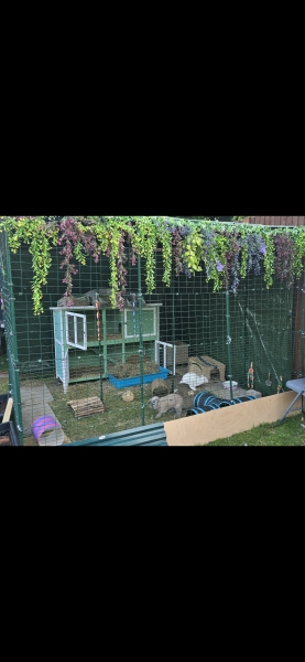 To get a load of bunnies for the kids?