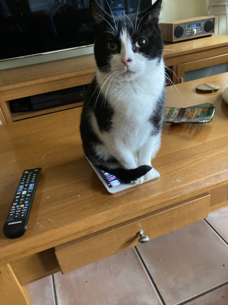 I rescued a cat today