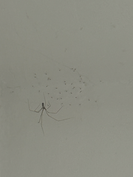 What is this?
