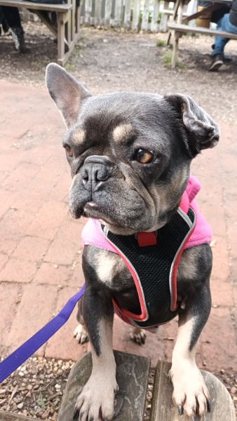 Share Your Dog Stories and Photos! 🐾 Chance to Win £100!