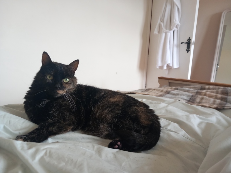 Oh help me, I looked at the "cats needing homes" page!