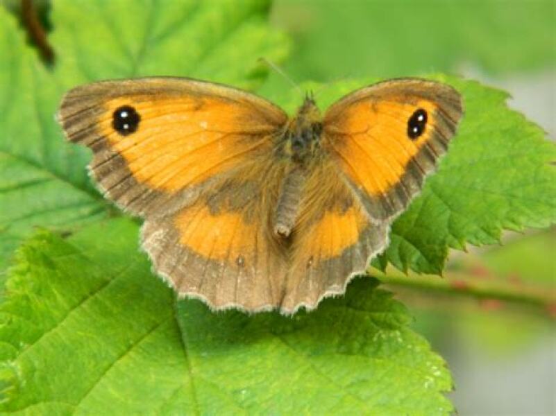 Is this a skipper?