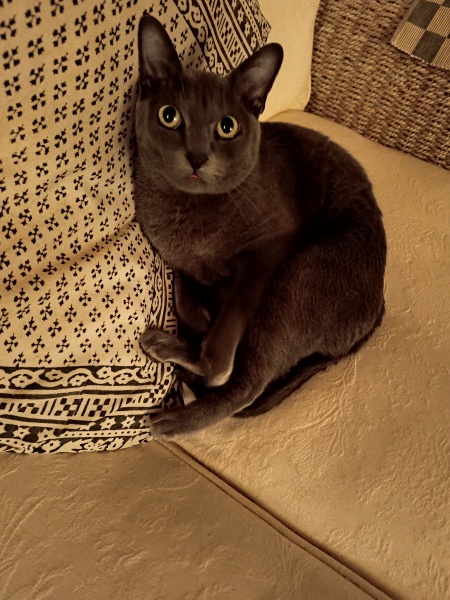 Thread 3 Starmer:  Digging has started, bigger shovel required