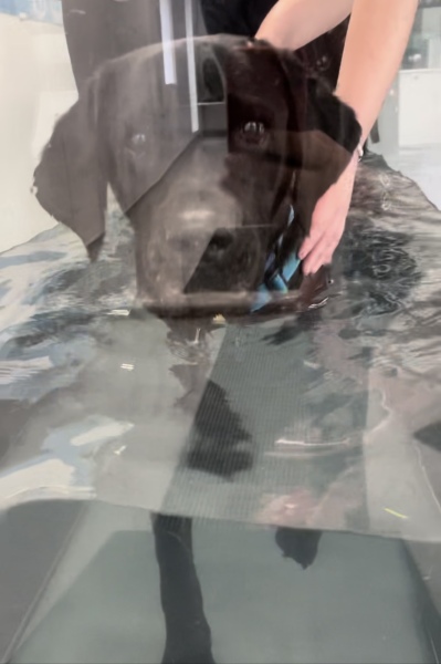 Young working lab newly diagnosed with HD & arthritis