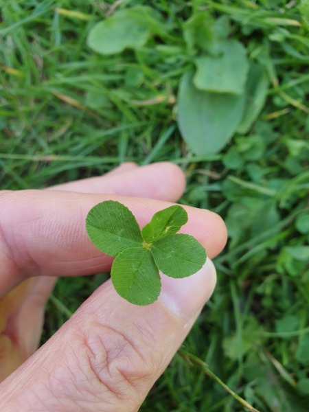 Have you ever found a four leaf clover?