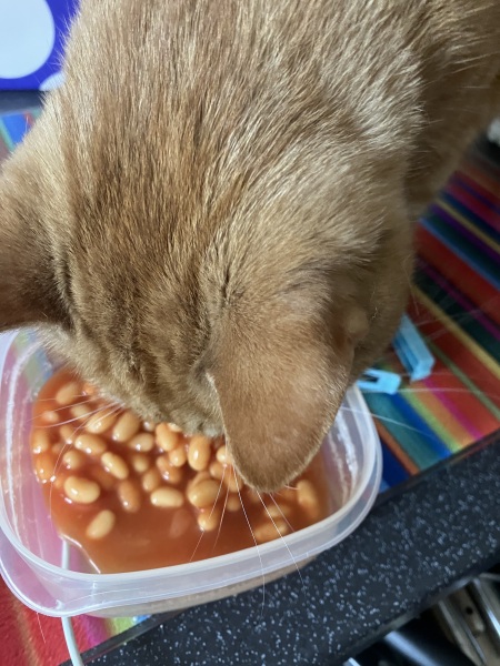 Odd things your cat eat...mine just ate kale.