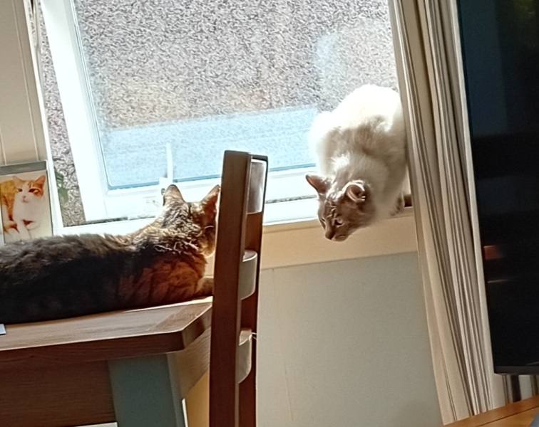 The One where TC moved to Scotland and joined the Excellent Cats