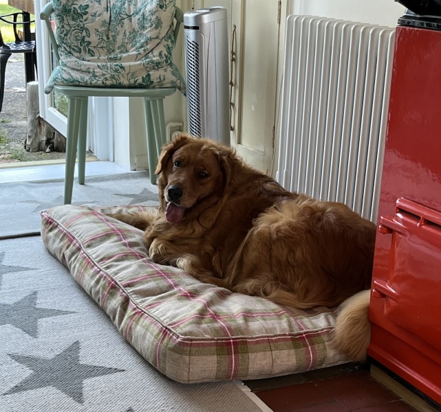 Any Golden Retriever experts?