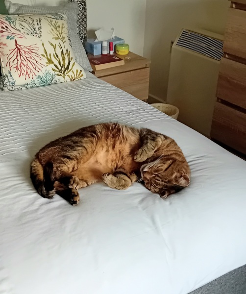 The One where TC moved to Scotland and joined the Excellent Cats