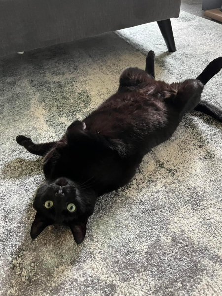 I want to rescue a cat but I don’t want it bringing in viditors