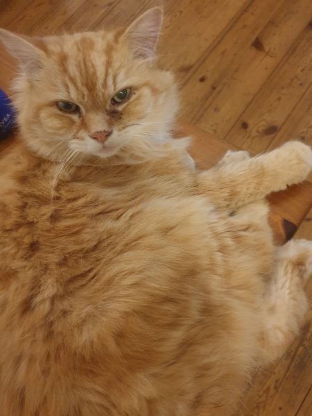 Who is Larry the cat’s family?
