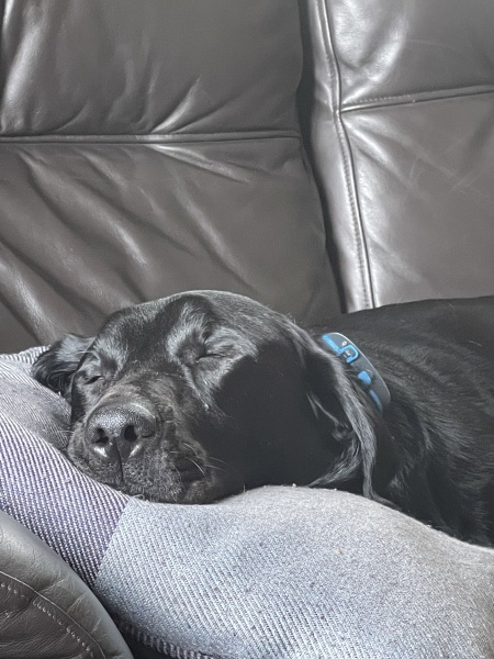 Puppy Survival Thread for New and Old Pups - Spring is around the corner!