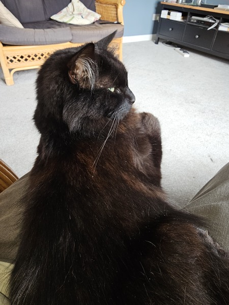 The One where TC moved to Scotland and joined the Excellent Cats