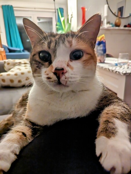 Dirty stop out cat...can I give a cat a curfew?