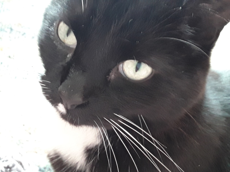 What the fuck are Theriens?