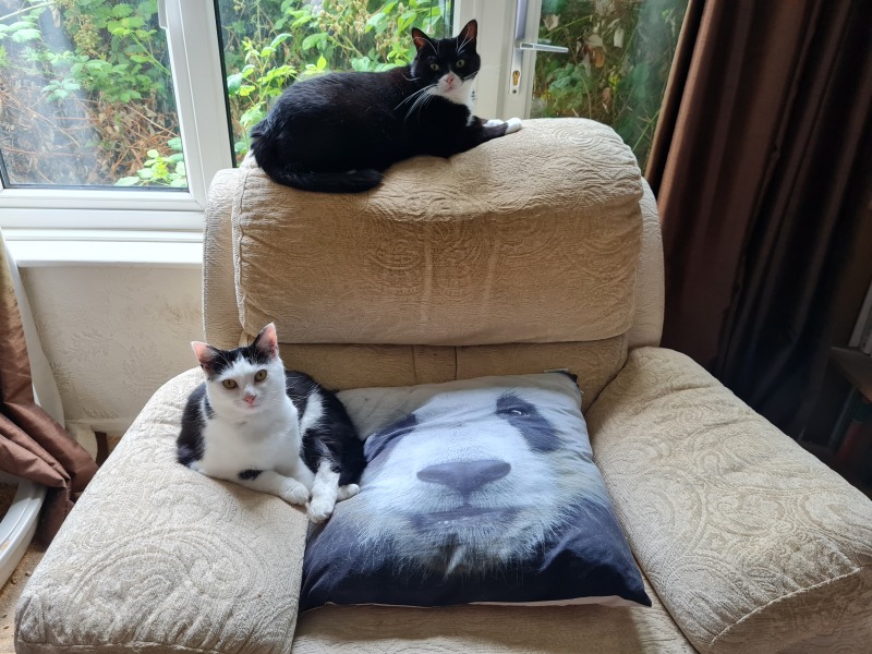 Oh help me, I looked at the "cats needing homes" page!