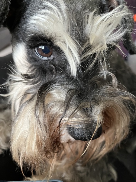 Thread 53 Sunak: Superminority!