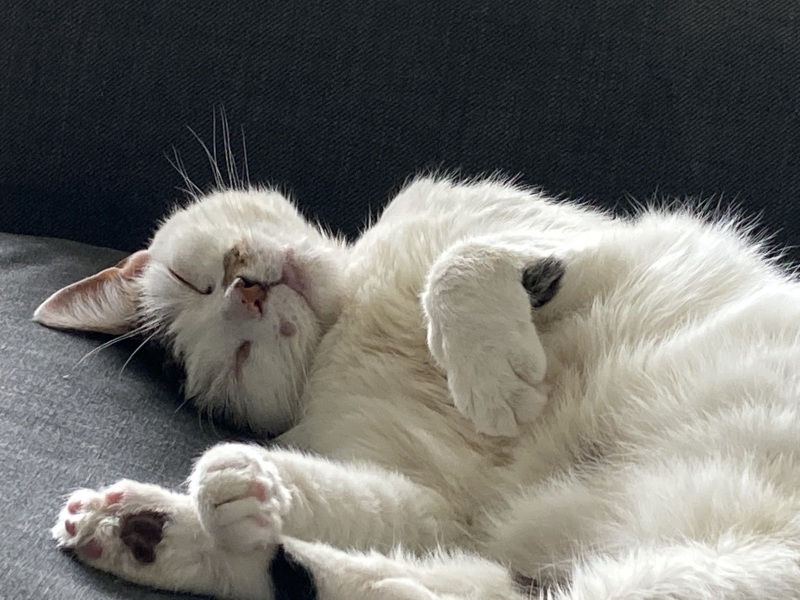 Thread 2. Starmer, return of the Labour government