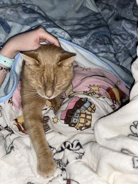 Anyone else's cat sleep UNDER the duvet?!