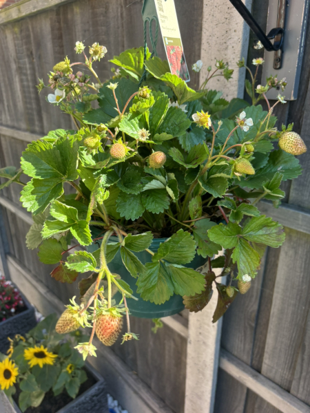 Strawberries not growing