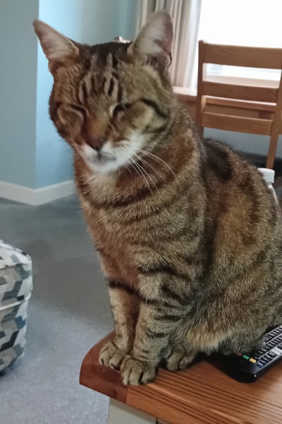 The One where TC moved to Scotland and joined the Excellent Cats